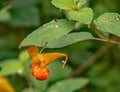 Orange Jewelweed Ã¢â¬â Impatiens capensis